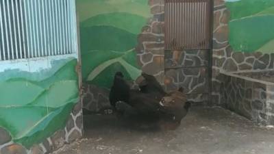 Видео из Сети. В липецком зоопарке проснулись медведи - mur.tv