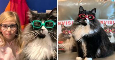 Оптика наняла кошку-модель, чтобы дети не стеснялись очков. Глядя на неё, очки захотят и люди с единичкой - mur.tv - Сша