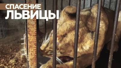 В Тулуне спасли взрослую львицу, которую долгое время держали в гараже - mur.tv - Иркутская обл.