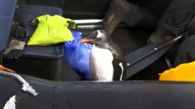 Пингвин прикинулся матросом, спасаясь от косаток. Видео - mur.tv - Россия - Антарктида