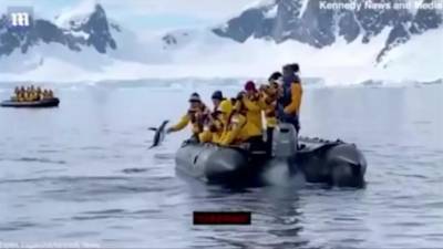 В Антарктиде пингвин спасся от косатки, запрыгнув к туристам в лодку - mur.tv - Антарктида