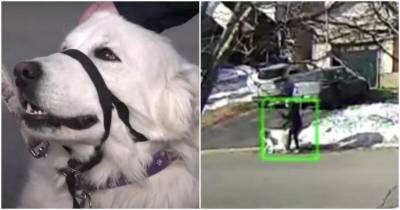 У женщины случился внезапный припадок на улице, но собака не бросила ее - mur.tv
