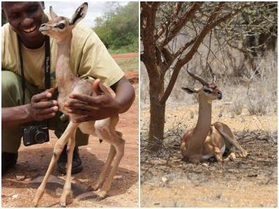 Геренук – удивительное животное, которое всю жизнь не пьет воду - mur.tv - Кения