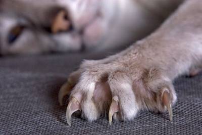 В России предложили запретить удалять когти собакам и кошкам - mur.tv - Россия