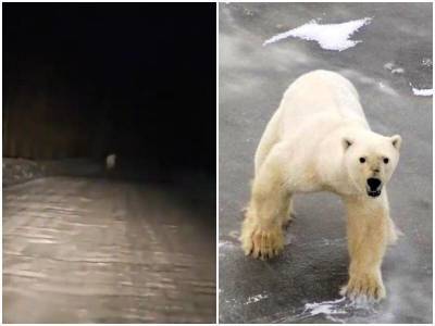 Якутяне заметили бегущего перед машиной белого медведя - mur.tv