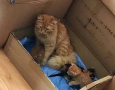 Кошка сама принесла больных котят в клинику - mur.tv - Турция