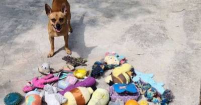 Четвероногий “клептоман”: в США чихуахуа по кличке Фрэнк месяцами воровал игрушки у соседских собак - mur.tv - Сша - Англия - штат Техас