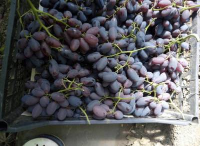 Сорт винограда Алвика: фото и описание, отзывы, видео - sadogorod.club - Виноград