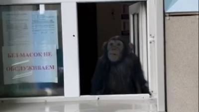 Видео из Сети. Входные билеты в зоопарк Новосибирска продает шимпанзе - mur.tv - Новосибирск