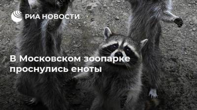 В Московском зоопарке проснулись еноты - mur.tv - Москва