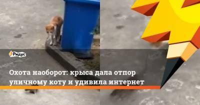 Охота наоборот: крыса дала отпор уличному коту и удивила интернет - mur.tv