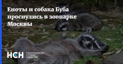 Еноты и собака Буба проснулись в зоопарке Москвы - mur.tv - Москва