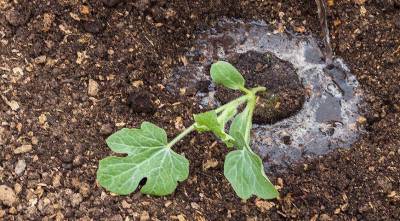 Как вырастить хорошую рассаду арбузов дома: сроки посева, грунт, условия выращивания - sadogorod.club
