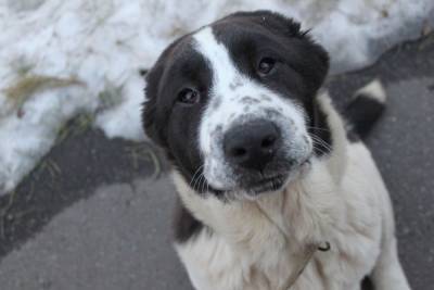 Приют для бездомных собак в Сасове приостановил работу из-за погоды - mur.tv