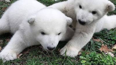 В Сафари-парке Геленджика белым медвежатам выбрали имена - mur.tv - Россия - Геленджик