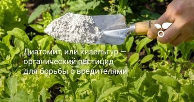 Диатомит, или кизельгур — органический пестицид для борьбы с вредителями - sadogorod.club