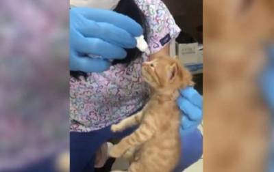 Кошка сама принесла больных котят к ветеринару - mur.tv - Турция