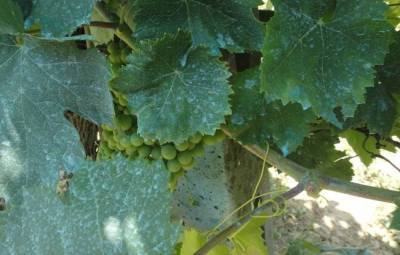 Опрыскивание винограда бордосской жидкостью: осенью, весной, летом - sadogorod.club - Виноград