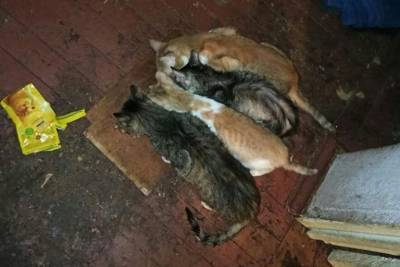 В квартире умершей пенсионерки в Вышнем Волочке кошки поедали друг друга - mur.tv