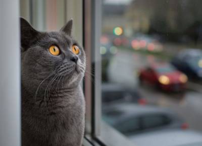 Могут ли кошки вымещать досаду и злость на людях? - mur.tv