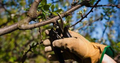 Какие ошибки совершают многие садоводы во время весенней обрезки плодовых деревьев - lifehelper.one