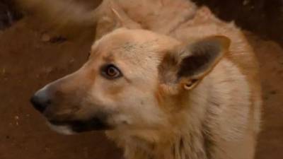 Собака, у которой насчитали 17 пулевых ранений, пошла на поправку - mur.tv - Россия - Пермь