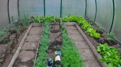Теплица ранней весной: выращиваем на раннюю зелень лук, салат, редис и укроп - sadogorod.club