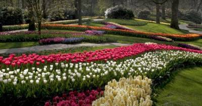ВИДЕО. Знаменитый сад Кёкенхоф в Нидерландах опубликовал великолепные видео-туры по своей территории - sadogorod.club - Голландия