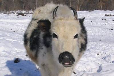 У якутских коров найден позволяющий выживать в морозы ген - mur.tv - Россия - Лондон - Англия