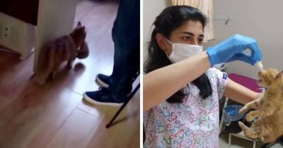 В Турции бездомная кошка пришла к врачам вместе с котятами. Им была нужна помощь, и она знала, куда идти - mur.tv - Турция