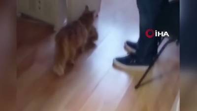Видео из Сети. В Турции кошка сама принесла своих больных котят в ветклинику - mur.tv - Турция