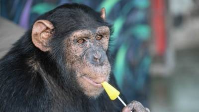 Эволюция продолжается: шимпанзе продает билеты в зоопарк Новосибирска - mur.tv - Новосибирск