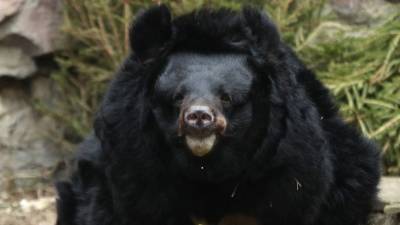 В Московском зоопарке гималайская медведица умерла во время спячки - mur.tv