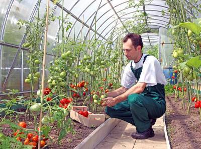 Как успешно выращивать помидоры? - shkolazhizni.ru