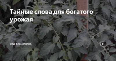 Тайные слова для богатого урожая - sadogorod.club