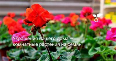 Украшения вашего дома — комнатные растения из семян - sadogorod.club