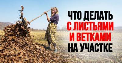 Почему нельзя жечь ветки на участке и жарить шашлык на костре - lifehelper.one - Россия