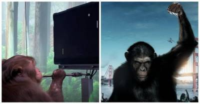 Компания Маска показала, как обезьяна играет в видеоигры "силой мысли" - porosenka.net