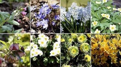 20 самых красивых весенних цветов: определитель с фото и названиями - sadogorod.club