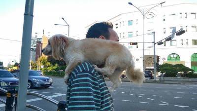 Ученые подтвердили способность собак ревновать хозяев - mur.tv