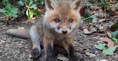 Трогательная история спасения: лисица вернулась за своим малышом - porosenka.net