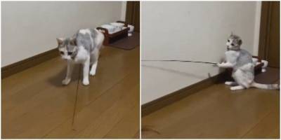 Кот научился играть сам с собой - mur.tv