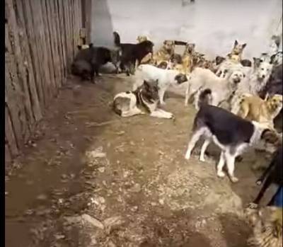 В Чите зоозащитники обнаружили концлагерь для собак - mur.tv - Чита