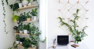 14 идей, как оформить зелёную стену из растений в доме - cpykami.ru