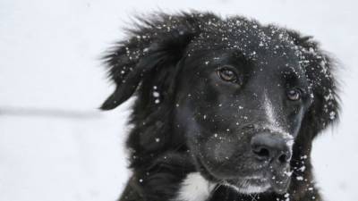 Директор горнолыжной школы в Кировске прокомментировала инцидент с расправой над собакой - mur.tv - Кировск