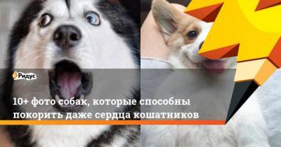 10+ фото собак, которые способны покорить даже сердца кошатников - mur.tv