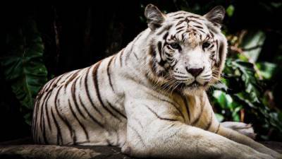 Белые тигры переезжают из зоопарка в заповедник штата Колорадо. - mur.tv - Канада - штат Колорадо - Аргентина - Даллас