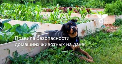 Правила безопасности домашних животных на даче - sadogorod.club