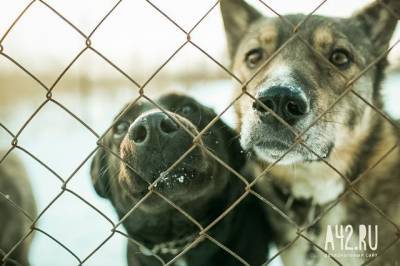 Жители Кемерова пожаловались на бродячих собак возле крупного ТЦ - mur.tv