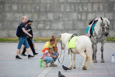 СКР проводит проверку после падения семилетней девочки с лошади в центре Екатеринбурга - mur.tv - Россия - Екатеринбург